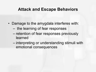 Attack and Escape Behaviors Damage to the amygdala interferes with: the learning of fear responses retention of fear responses previously learned interpreting or understanding stimuli with emotional consequences 