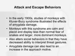 Attack and Escape Behaviors In the early 1900s, studies of monkeys with Kluver-Bucy syndrome illustrated the effects of amygdala damage. Monkeys with this syndrome are calm and placid and display less than normal fear of snakes and larger, more dominant monkeys. Also alters social behaviors in that they have decreased ability to interpret threat gestures. Amygdala damage can also lead to an increase in the approach motive. 