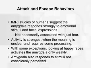 Attack and Escape Behaviors fMRI studies of humans suggest the amygdala responds strongly to emotional stimuli and facial expressions. Not necessarily associated with just fear. Activity is strongest when the meaning is unclear and requires some processing. With some exceptions, looking at happy faces activates the amygdala only weakly. Amygdala also responds to stimuli not consciously perceived. 