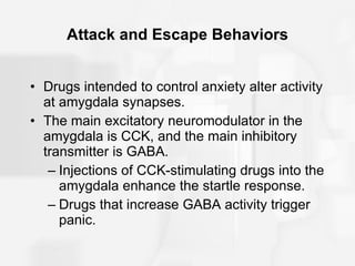 Attack and Escape Behaviors Drugs intended to control anxiety alter activity at amygdala synapses. The main excitatory neuromodulator in the amygdala is CCK, and the main inhibitory transmitter is GABA. Injections of CCK-stimulating drugs into the amygdala enhance the startle response. Drugs that increase GABA activity trigger panic. 
