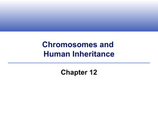 Chromosomes and
Human Inheritance

    Chapter 12
 
