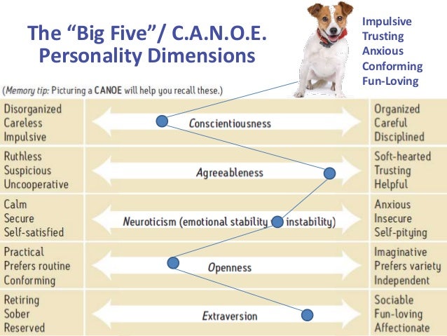 Big Personality Traits Of Dogs Big Personality Traits Of Dogs