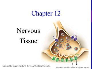 Copyright © John Wiley & Sons, Inc. All rights reserved.
Chapter 12
Nervous
Tissue
Lecture slides prepared by Curtis DeFriez, Weber State University
 