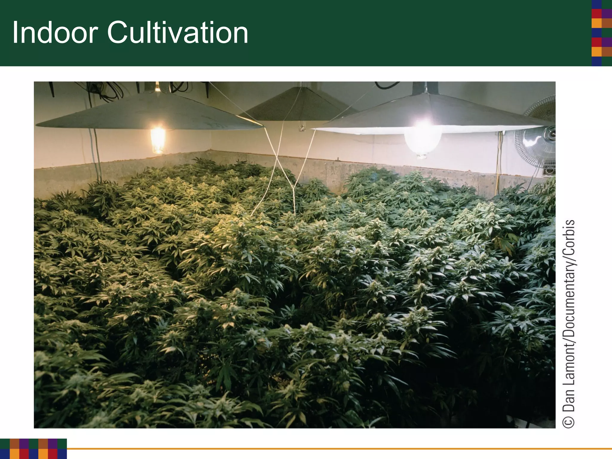 Indoor Cultivation
 