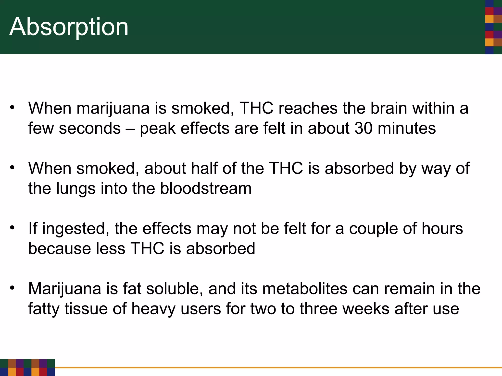 Absorption
• When marijuana is smoked, THC reaches the brain within a
few seconds – peak effects are felt in about 30 minutes
• When smoked, about half of the THC is absorbed by way of
the lungs into the bloodstream
• If ingested, the effects may not be felt for a couple of hours
because less THC is absorbed
• Marijuana is fat soluble, and its metabolites can remain in the
fatty tissue of heavy users for two to three weeks after use
 