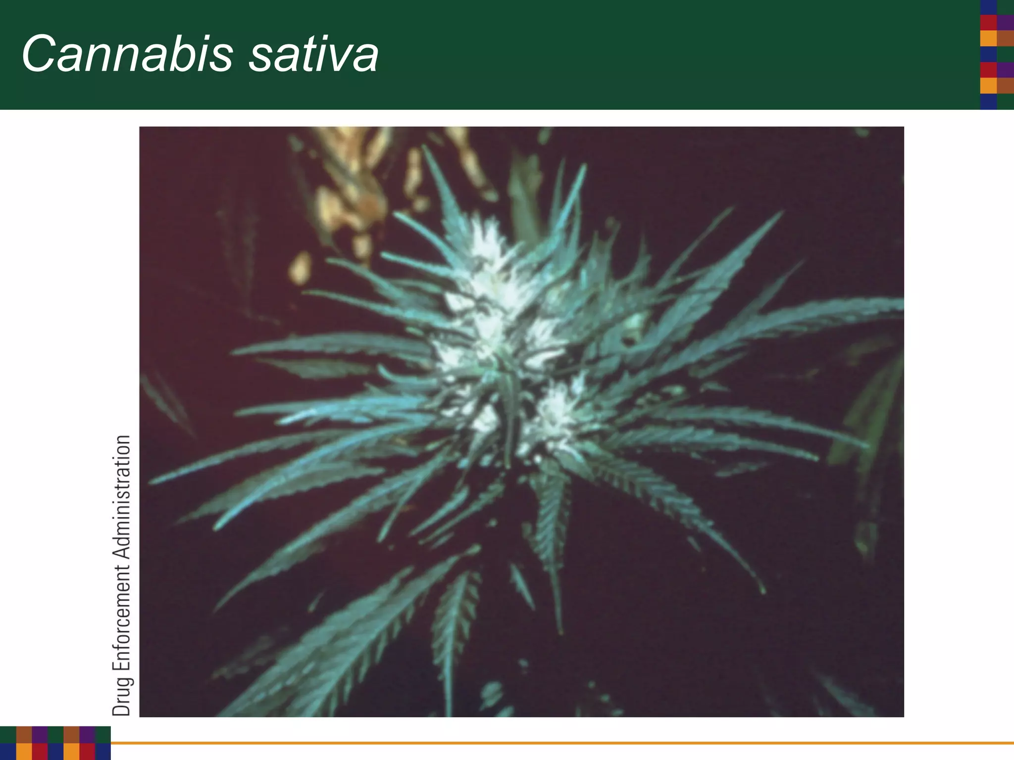 Cannabis sativa
 