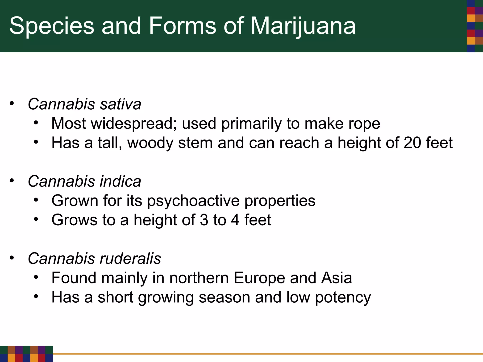 Species and Forms of Marijuana
• Cannabis sativa
• Most widespread; used primarily to make rope
• Has a tall, woody stem and can reach a height of 20 feet
• Cannabis indica
• Grown for its psychoactive properties
• Grows to a height of 3 to 4 feet
• Cannabis ruderalis
• Found mainly in northern Europe and Asia
• Has a short growing season and low potency
 