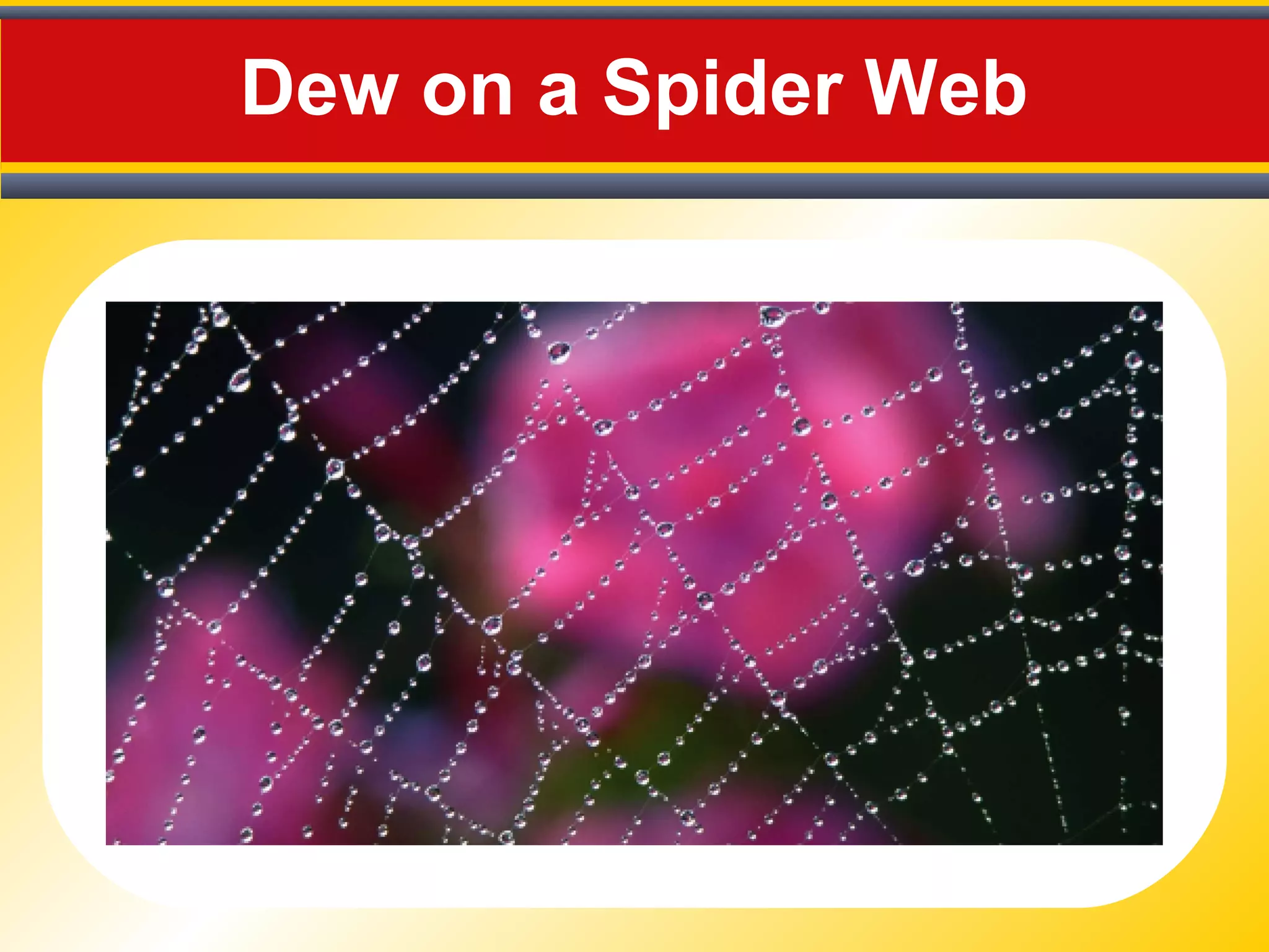 Dew on a Spider Web
 