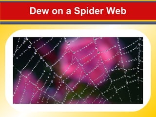 Dew on a Spider Web
 