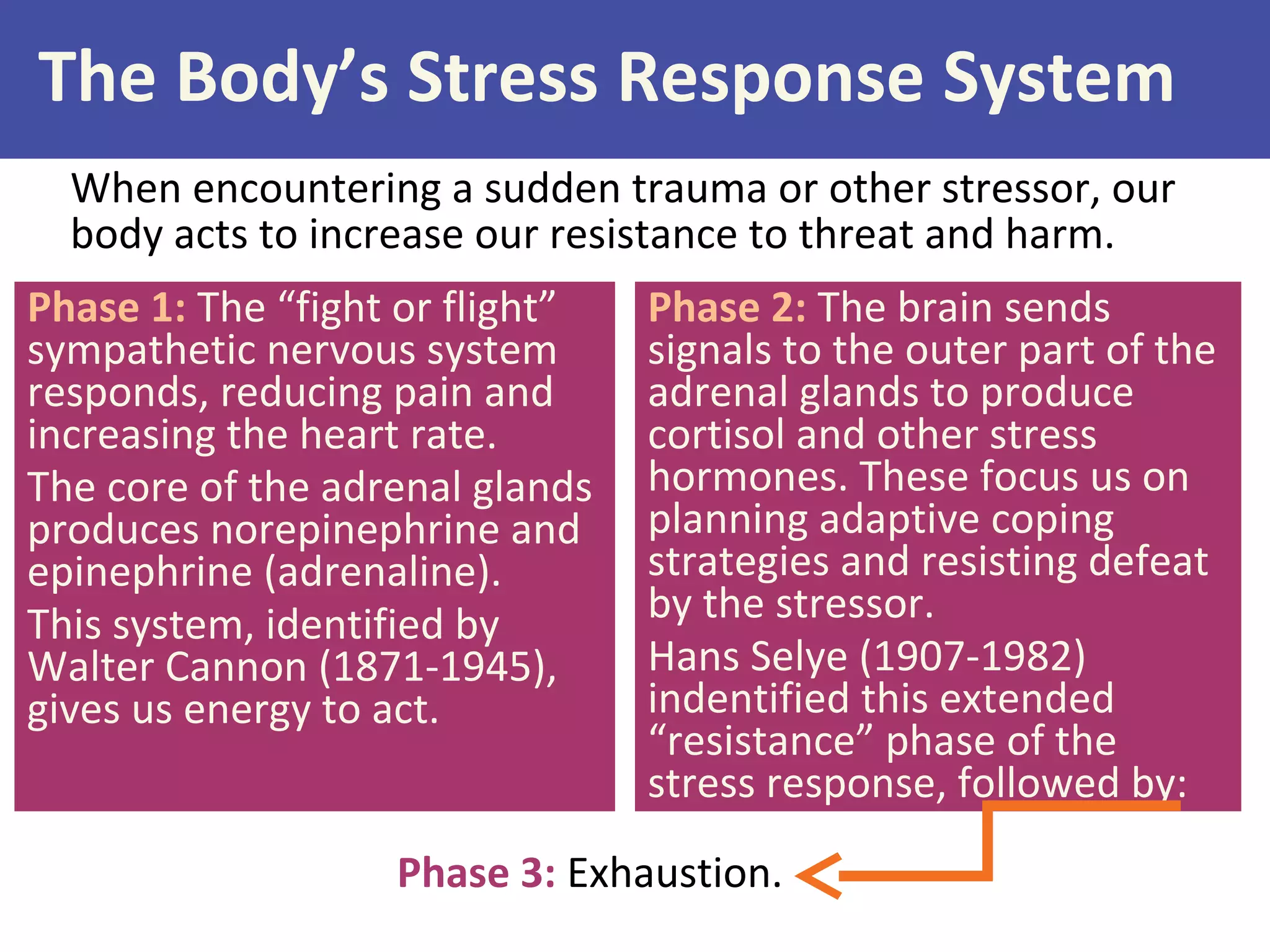 When encountering a sudden trauma or other stressor, our
body acts to increase our resistance to threat and harm.
The Body’s Stress Response System
Phase 1: The “fight or flight”
sympathetic nervous system
responds, reducing pain and
increasing the heart rate.
The core of the adrenal glands
produces norepinephrine and
epinephrine (adrenaline).
This system, identified by
Walter Cannon (1871-1945),
gives us energy to act.
Phase 3: Exhaustion.
Phase 2: The brain sends
signals to the outer part of the
adrenal glands to produce
cortisol and other stress
hormones. These focus us on
planning adaptive coping
strategies and resisting defeat
by the stressor.
Hans Selye (1907-1982)
indentified this extended
“resistance” phase of the
stress response, followed by:
 