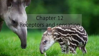 Chapter 12
Receptors and sensation
2018
Ong Yee Sing
 