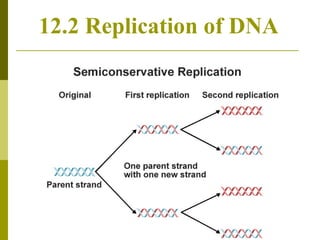 12.2 Replication of DNA 