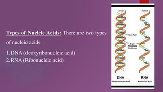 Types of Nucleic Acids: There are two types
of nucleic acids:
1.DNA (deoxyribonucleic acid)
2.RNA (Ribonucleic acid)
 