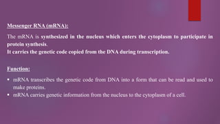 Messenger RNA (mRNA):
The mRNA is synthesized in the nucleus which enters the cytoplasm to participate in
protein synthesis.
It carries the genetic code copied from the DNA during transcription.
Function:
 mRNA transcribes the genetic code from DNA into a form that can be read and used to
make proteins.
 mRNA carries genetic information from the nucleus to the cytoplasm of a cell.
 