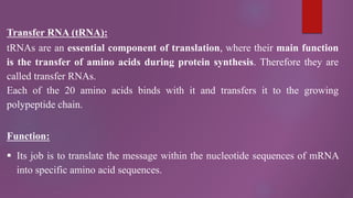 Transfer RNA (tRNA):
tRNAs are an essential component of translation, where their main function
is the transfer of amino acids during protein synthesis. Therefore they are
called transfer RNAs.
Each of the 20 amino acids binds with it and transfers it to the growing
polypeptide chain.
Function:
 Its job is to translate the message within the nucleotide sequences of mRNA
into specific amino acid sequences.
 