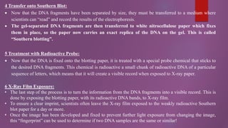 4 Transfer onto Southern Blot:
 Now that the DNA fragments have been separated by size, they must be transferred to a medium where
scientists can “read” and record the results of the electrophoresis.
 The gel-separated DNA fragments are then transferred to white nitrocellulose paper which fixes
them in place, so the paper now carries an exact replica of the DNA on the gel. This is called
“Southern blotting”.
5 Treatment with Radioactive Probe:
 Now that the DNA is fixed onto the blotting paper, it is treated with a special probe chemical that sticks to
the desired DNA fragments. This chemical is radioactive a small chunk of radioactive DNA of a particular
sequence of letters, which means that it will create a visible record when exposed to X-ray paper.
6 X-Ray Film Exposure:
• The last step of the process is to turn the information from the DNA fragments into a visible record. This is
done by exposing the blotting paper, with its radioactive DNA bands, to X-ray film.
• To ensure a clear imprint, scientists often leave the X-ray film exposed to the weakly radioactive Southern
blot paper for a day or more.
• Once the image has been developed and fixed to prevent further light exposure from changing the image,
this “fingerprint” can be used to determine if two DNA samples are the same or similar!
 