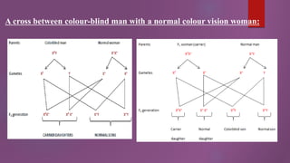 A cross between colour-blind man with a normal colour vision woman:
 