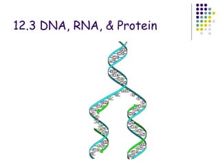 12.3 DNA, RNA, & Protein 