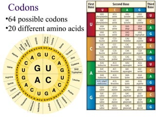 Codons Encode Chapter 12.3 dna,rna and protein | PPT