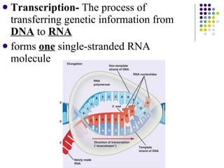 Chapter 12.3 dna,rna and protein | PPT