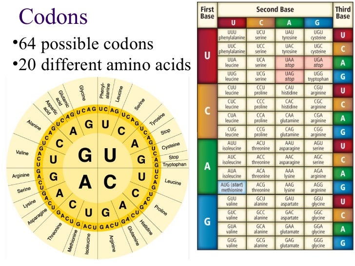Chapter 12.3 dna,rna and protein
