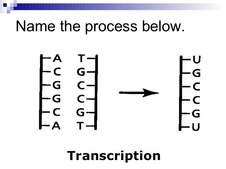 chapter 12 4 gene regulation mutation relate gene regulation and mutations