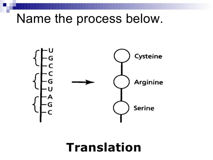 chapter 12 4 gene regulation mutation relate gene regulation and mutations