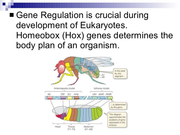 chapter 12 4 gene regulation mutation relate gene regulation and mutations