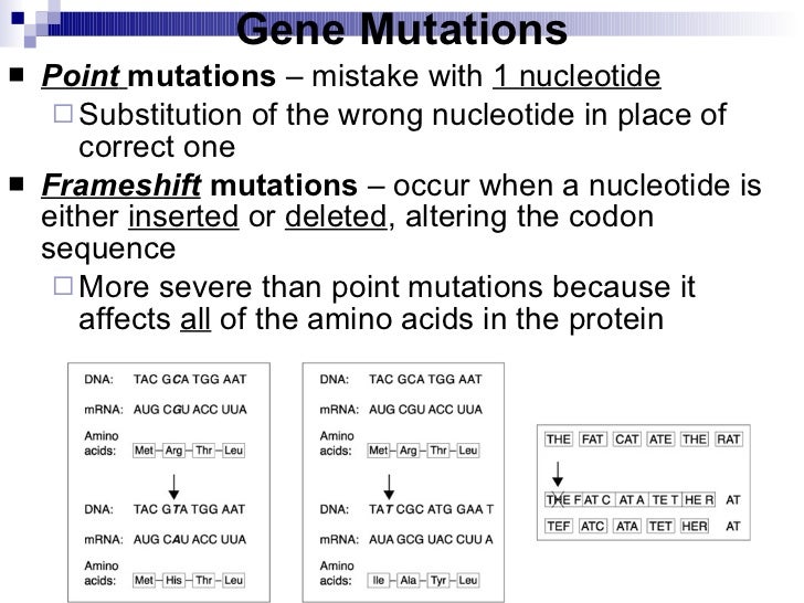 chapter 12 4 gene regulation mutation relate gene regulation and mutations