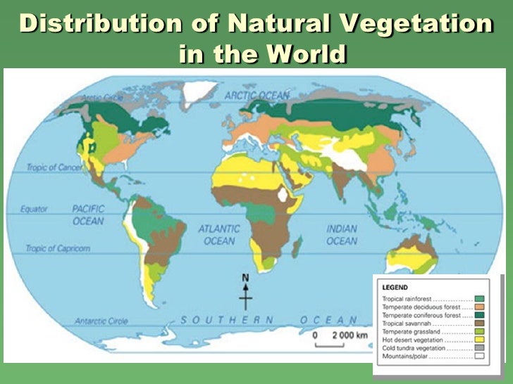 World Natural Vegetation Map
