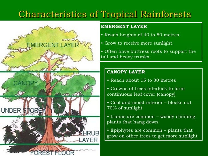 Chapter 12 Natural Vegetation