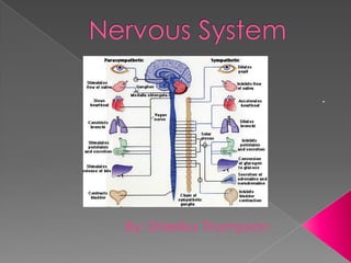 Nervous System . By: Shierika Thompson 