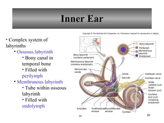 Endolymph Labyrinth Chapter 12 Nervous System III - Senses | PPT