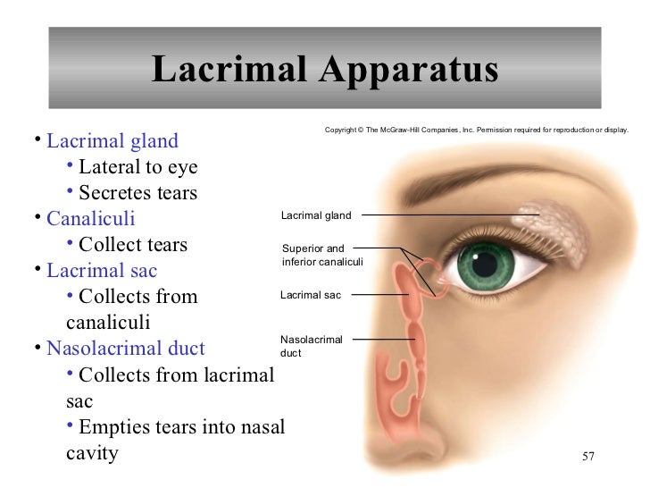 lacrimal apparatus