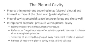 The Pleural Cavity
• Pleura: thin membrane covering lungs (visceral pleura) and
internal surface of the chest wall (parietal pleura)
• Pleural cavity: potential space between lungs and chest wall
• Intrapleural pressure: pressure within pleural cavity
– Normally lesser than intrapulmonary pressure
– Referred as “negative pressure” or subatmospheric because it is lesser
than atmospheric pressure
– Tendency of stretched lung to pull away from chest creates a vacuum
– Release of vacuum in pleural cavity leads to lung collapse

 