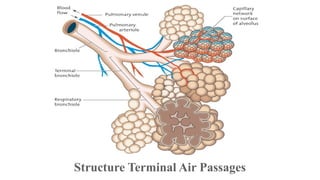 Structure Terminal Air Passages

 