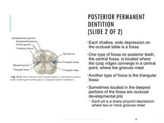 Tooth Fossa Chapter Twelve - Tooth Morphology - Detailed - 4 | PPTX