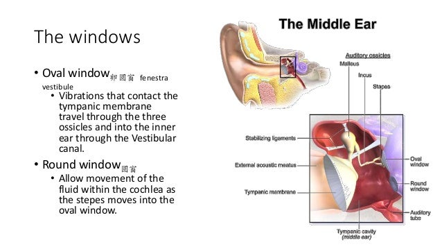 独中高中生物chapter 12 Part 2 Hearing