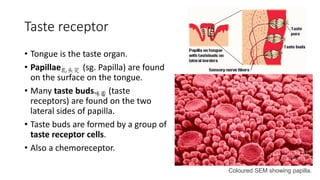 Taste receptor
• Tongue is the taste organ.
• Papillae乳头突 (sg. Papilla) are found
on the surface on the tongue.
• Many taste buds味蕾 (taste
receptors) are found on the two
lateral sides of papilla.
• Taste buds are formed by a group of
taste receptor cells.
• Also a chemoreceptor.
Coloured SEM showing papilla.
 