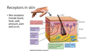 Receptors in skin
• Skin receptors
include touch,
heat, cold,
pressure, pain
and so on.
 