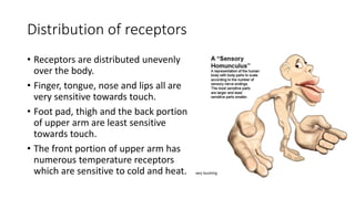 Distribution of receptors
• Receptors are distributed unevenly
over the body.
• Finger, tongue, nose and lips all are
very sensitive towards touch.
• Foot pad, thigh and the back portion
of upper arm are least sensitive
towards touch.
• The front portion of upper arm has
numerous temperature receptors
which are sensitive to cold and heat.
 