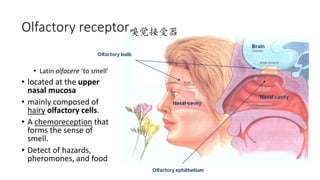 Olfactory receptor嗅觉接受器
• Latin olfacere ‘to smell’
• located at the upper
nasal mucosa
• mainly composed of
hairy olfactory cells.
• A chemoreception that
forms the sense of
smell.
• Detect of hazards,
pheromones, and food
 