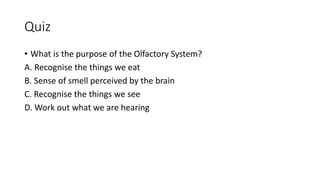 Quiz
• What is the purpose of the Olfactory System?
A. Recognise the things we eat
B. Sense of smell perceived by the brain
C. Recognise the things we see
D. Work out what we are hearing
 