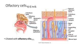 Olfactory cells嗅觉细胞
• Ciliated with olfactory cilia嗅毛
 