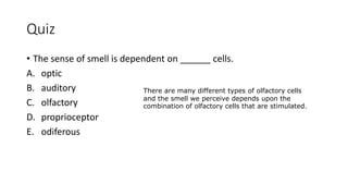 Quiz
• The sense of smell is dependent on ______ cells.
A. optic
B. auditory
C. olfactory
D. proprioceptor
E. odiferous
There are many different types of olfactory cells
and the smell we perceive depends upon the
combination of olfactory cells that are stimulated.
 