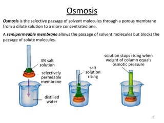 27
3% salt
solution
selectively
permeable
membrane
distilled
water
salt
solution
rising
solution stops rising when
weight of column equals
osmotic pressure
Osmosis
Osmosis is the selective passage of solvent molecules through a porous membrane
from a dilute solution to a more concentrated one.
A semipermeable membrane allows the passage of solvent molecules but blocks the
passage of solute molecules.
 