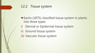 Tissue System Classification X std Chapter 12a - Plant Anatomy | PPSX