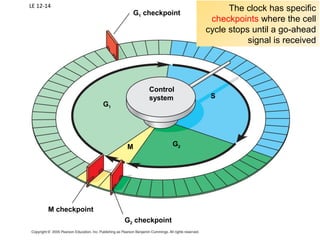 Chapter 12: Cell Cycle | PPT
