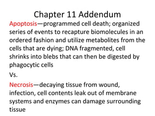 Chapter 11 Addendum
Apoptosis—programmed cell death; organized
series of events to recapture biomolecules in an
ordered fashion and utilize metabolites from the
cells that are dying; DNA fragmented, cell
shrinks into blebs that can then be digested by
phagocytic cells
Vs.
Necrosis—decaying tissue from wound,
infection, cell contents leak out of membrane
systems and enzymes can damage surrounding
tissue
 