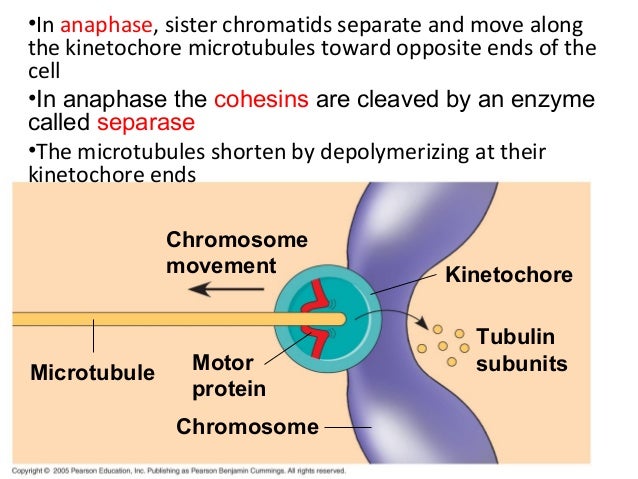 Chapter 12: Cell Cycle